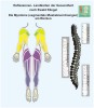 Réflexologie - Myotomes en arrière - les zones des muscles aux étages spinaux