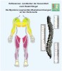 Réflexologie - Myotomes en avant - les zones des muscles aux étages spinaux
