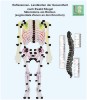 Réflexologie - Sclerotomes en arrière - les zones des os aux étages spinaux