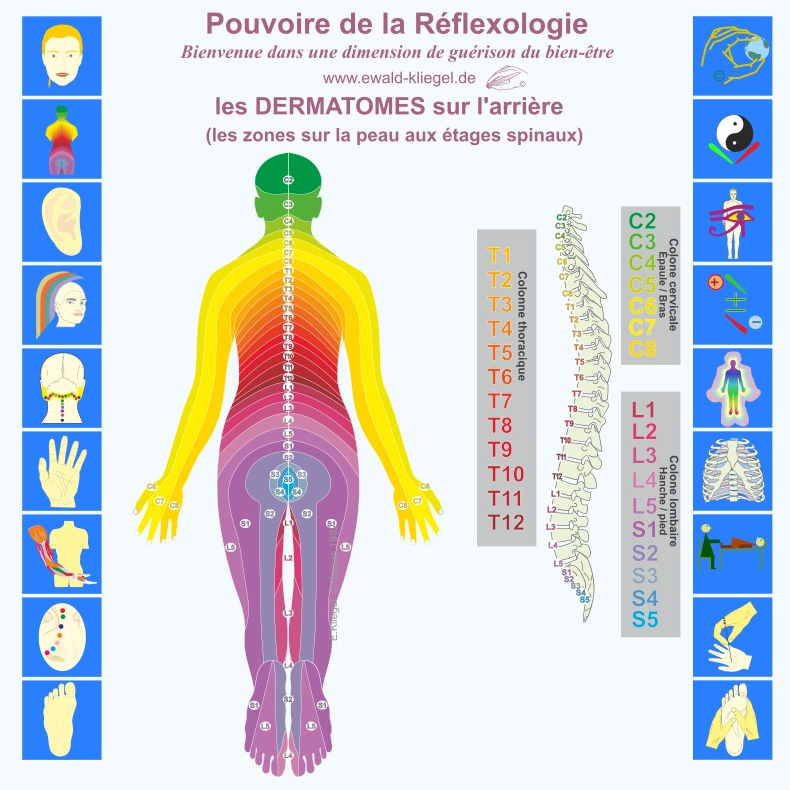 Ewald Kliegel R&eacute;flexologie - les Dermatomes en arri&egrave;re