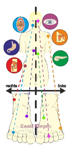 Reflexzonen-Systematik Reflexzonen-Systematik