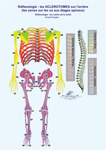 Réflexologie - les Sclerotomes sur l'arrière (les zones sur les os aux étages spinaux)