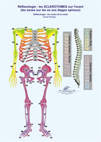 Réflexologie - les Sclerotomes sur l'avant (les zones sur les os aux étages spinaux)