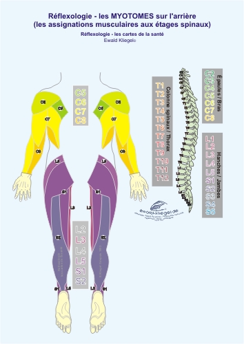 Réflexologie - les Myotomes sur l'arrière (les assignations musculaires aux étages spinaux)